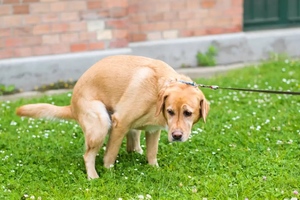 Labrador Puppy Diarrhea What You Need to Know Puplore
