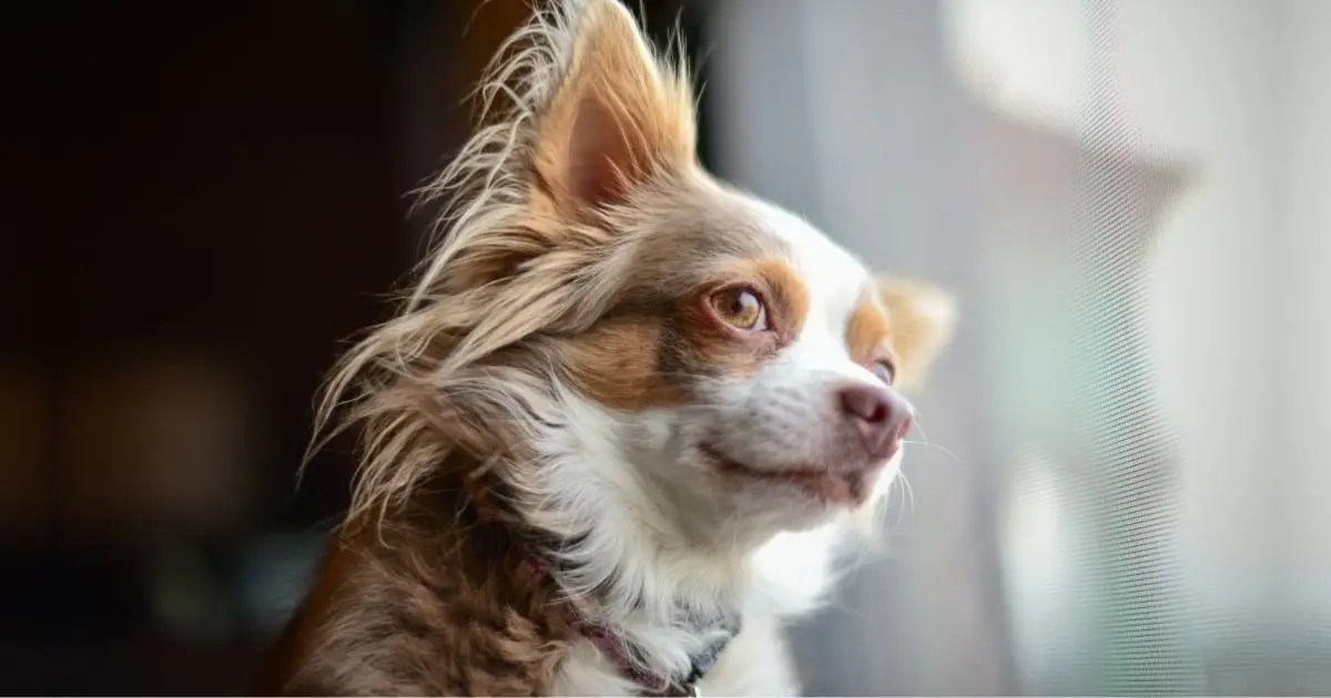 20 Low Maintenance Dogs For Busy & First Time Owners Puplore