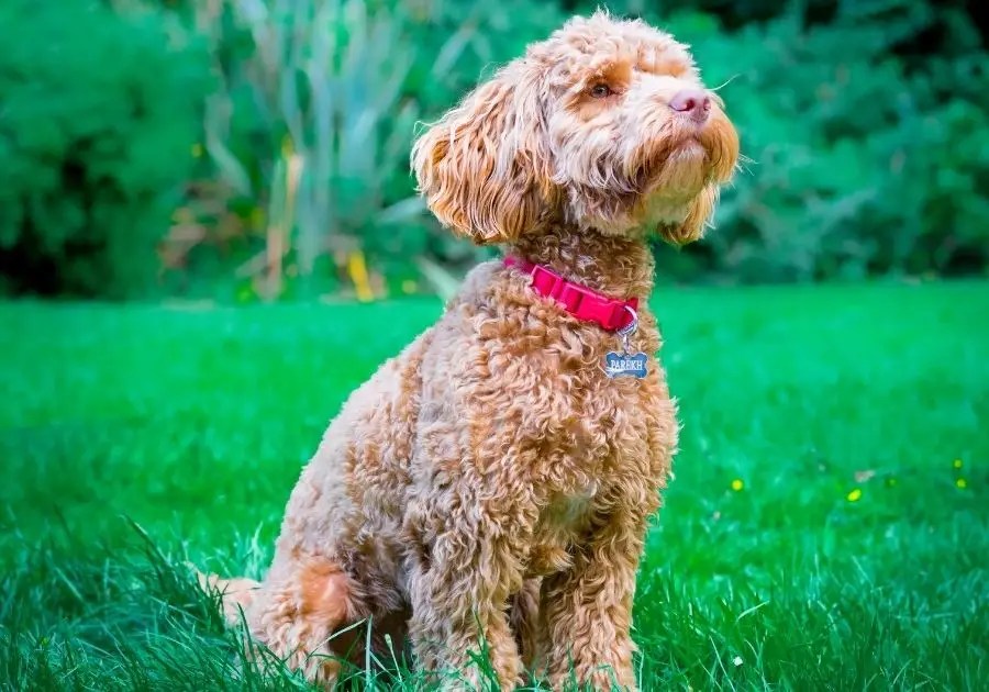 Cockapoo Full Grown Sizes Standard, Mini, Toy & Teacup Puplore