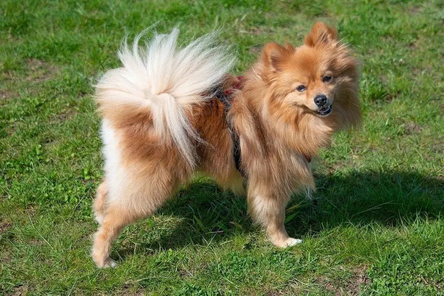Dogs With Low Prey Drive (15 Top Breeds) Puplore