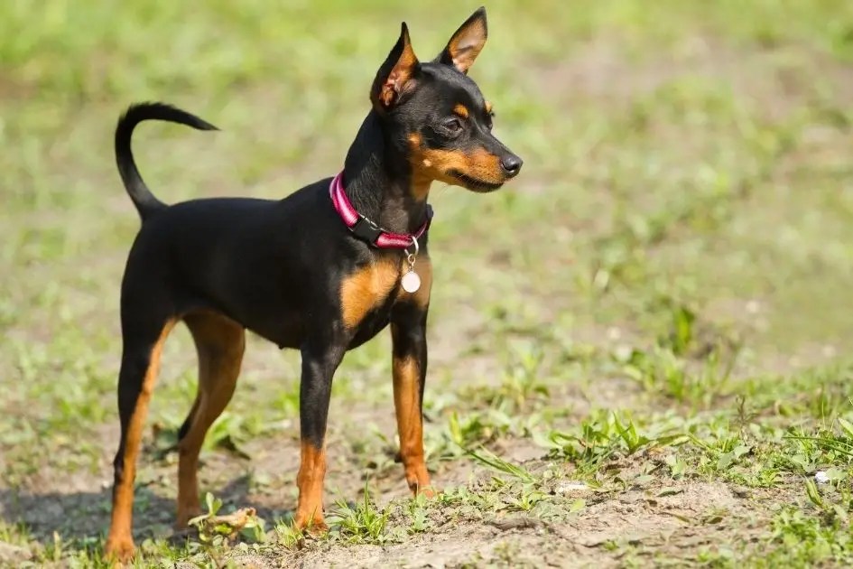 8 Dogs That Are Similar to Dobermans (With Pictures) KeepingDog