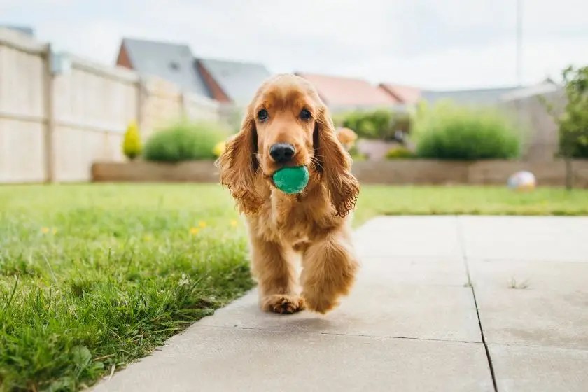 Training Your Dog To Fetch (A StepByStep Guide) Puplore