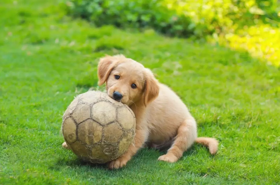 When Do Labrador Puppies Lose Their Puppy Teeth