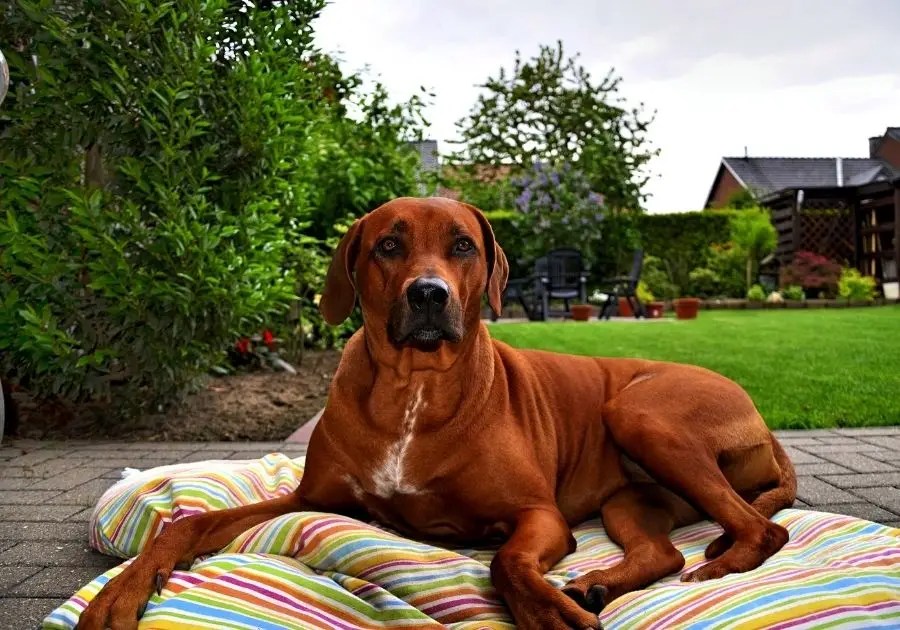 Are Rhodesian Ridgebacks Good Family Dogs? Puplore