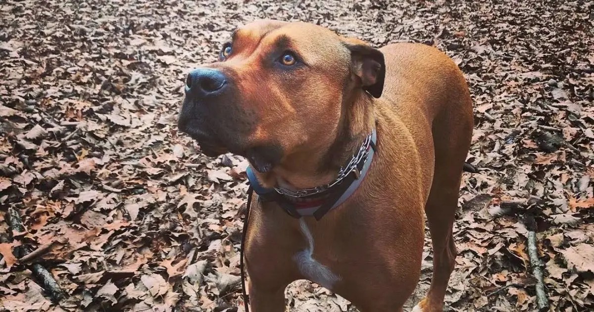 Rhodesian Ridgeback Pitbull Mix Guide With Pictures Puplore