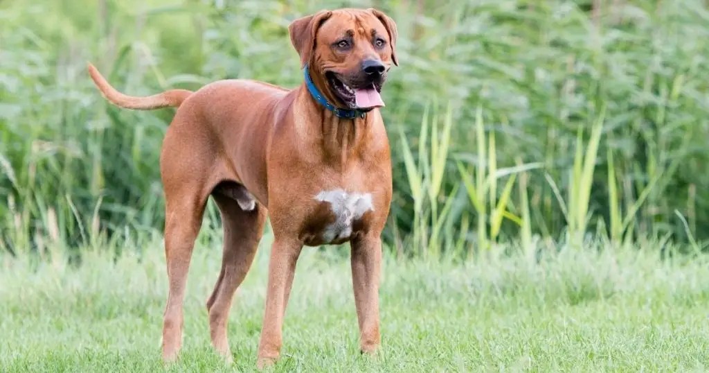 Rhodesian Ridgeback Price How Much Does A Puppy Cost? Puplore