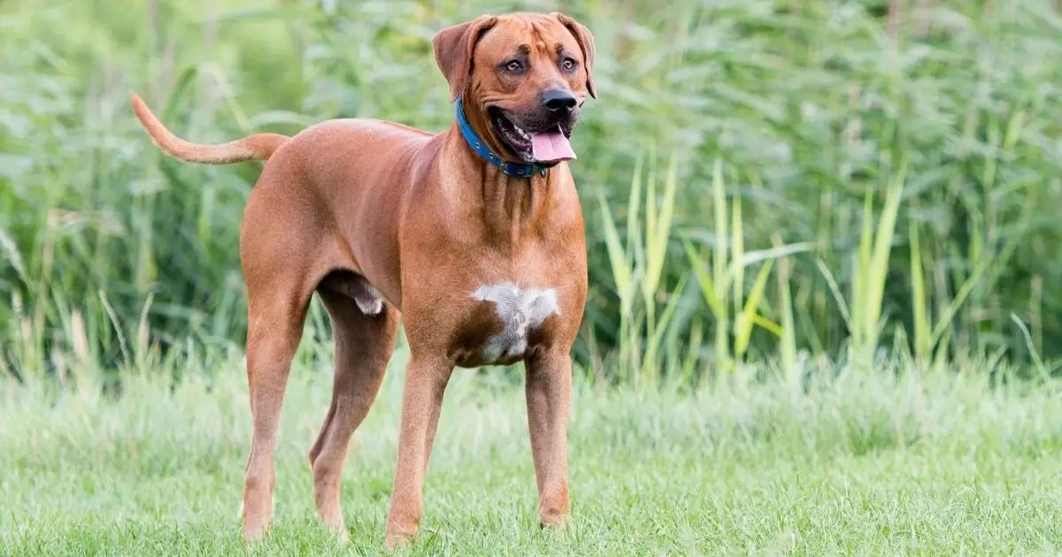 Rhodesian Ridgeback Price How Much Does A Puppy Cost? Puplore