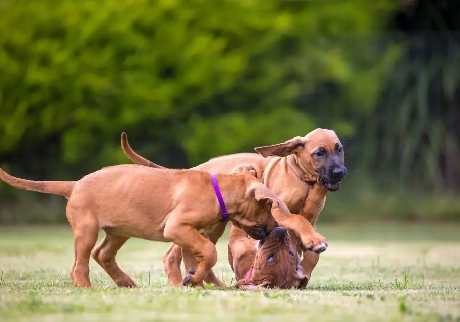 15 Best Rhodesian Ridgeback Breeders In The United States Puplore