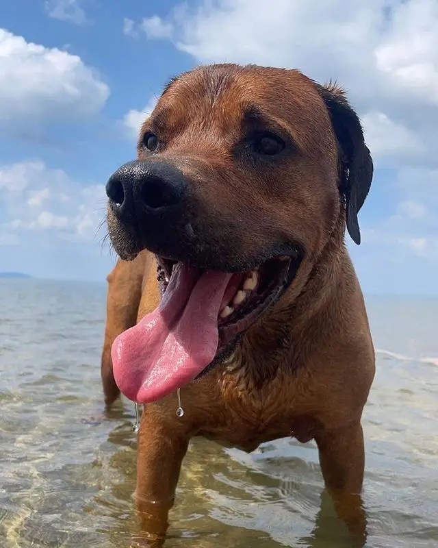 10 Popular Rhodesian Ridgeback Mixes (w/ Pictures) Puplore