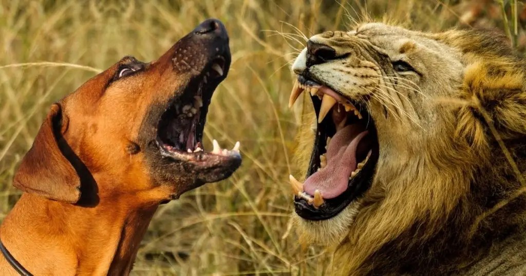 Rhodesian Ridgeback Vs Lion Can A Ridgeback Kill A Lion? Puplore