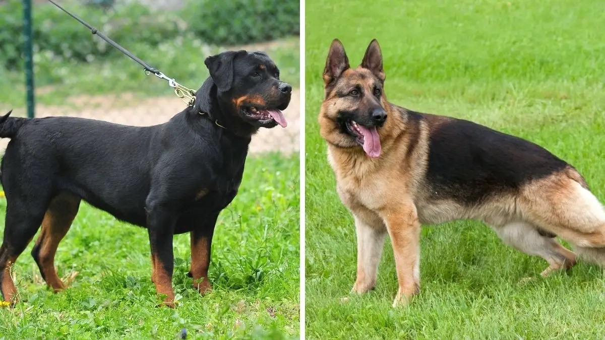 Rottweiler vs German Shepherd 14 Differences & Facts Puplore