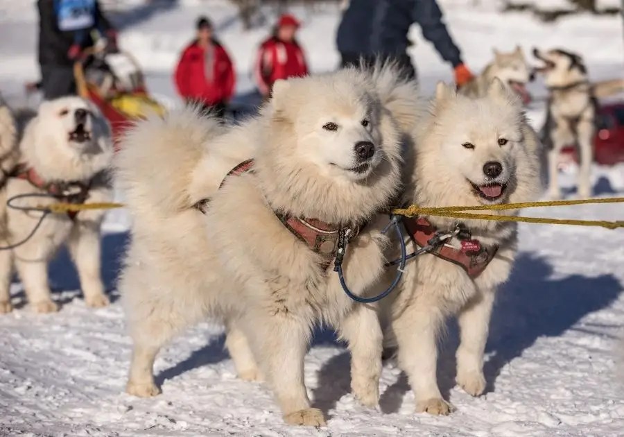 13 Best Sled Dog Breeds That Do More Than Pulling Sleds Puplore