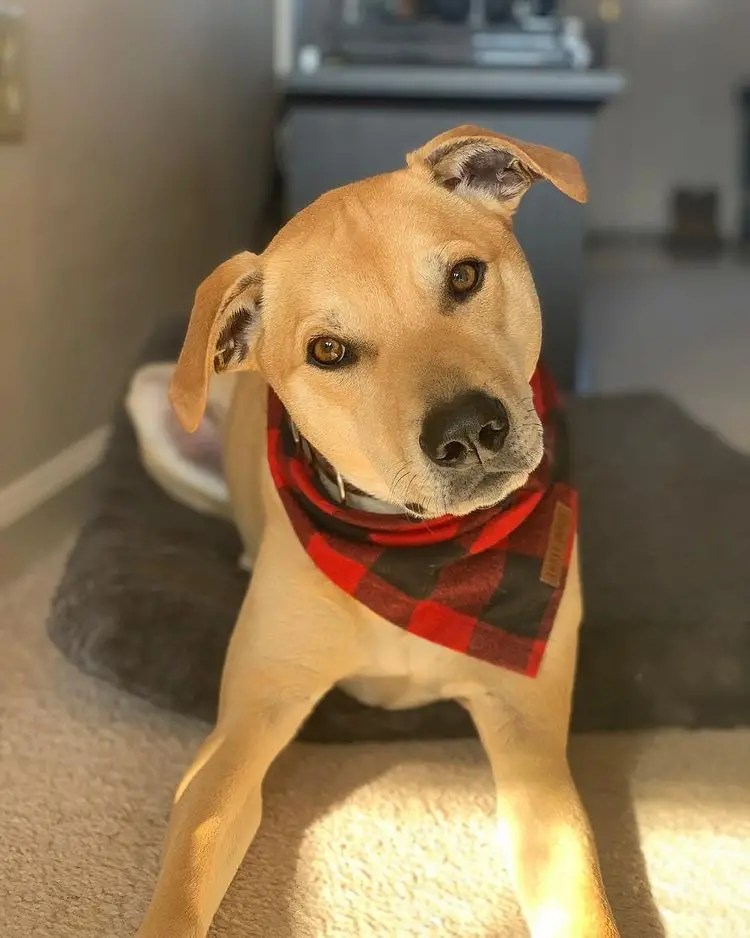 20 Shiba Inu Mixes (Cross Breeds With Pictures) Puplore