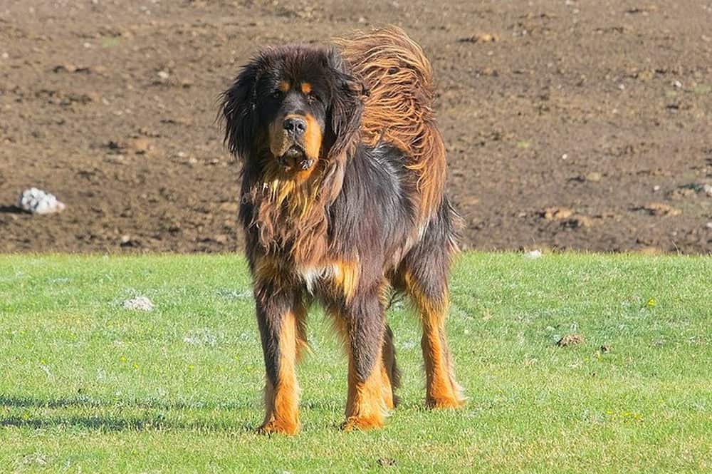 Tibetan Mastiff vs Kangal A Comparison Puplore