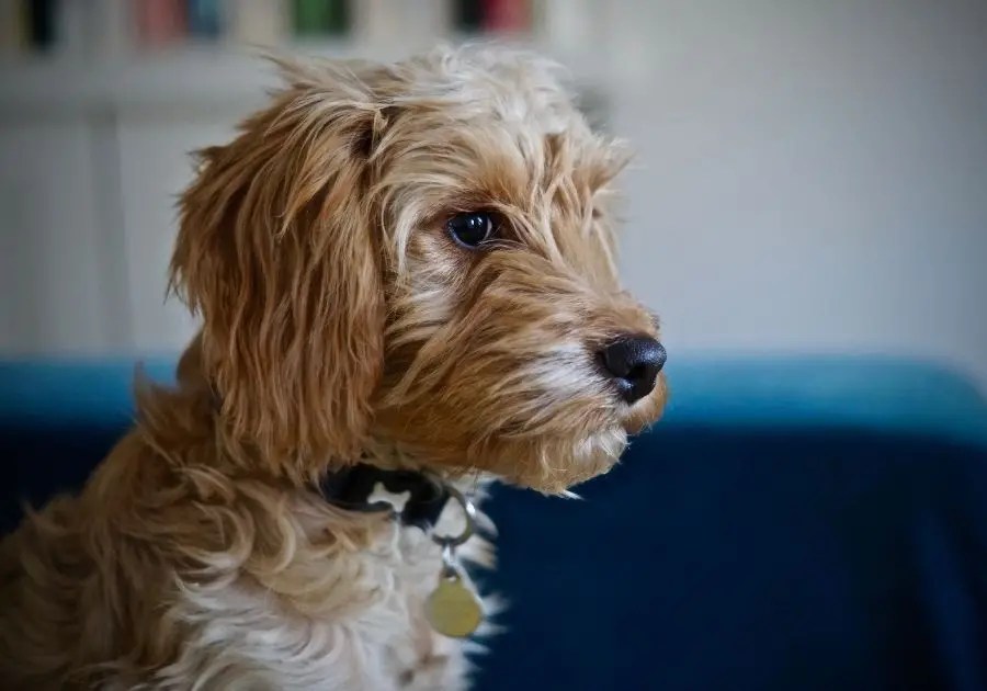 Cockapoo Full Grown Sizes Standard, Mini, Toy & Teacup Puplore