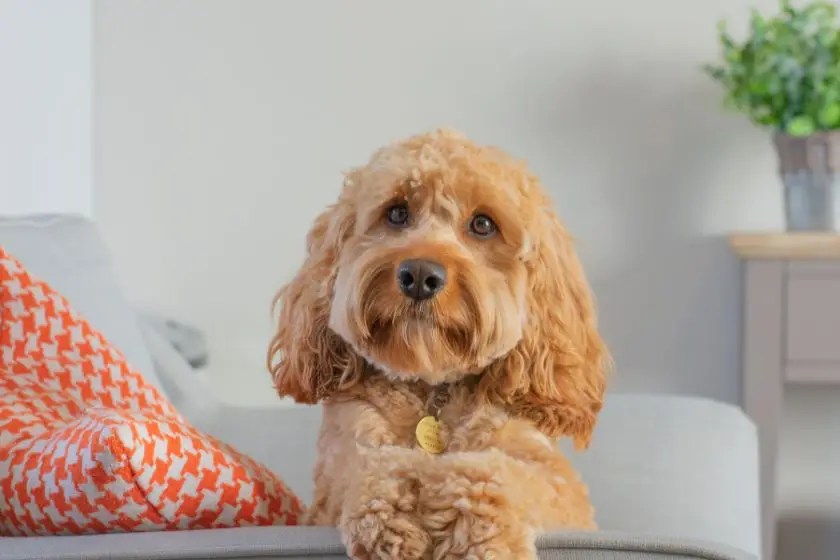 6 Best Cavapoo Breeders in New England Puplore