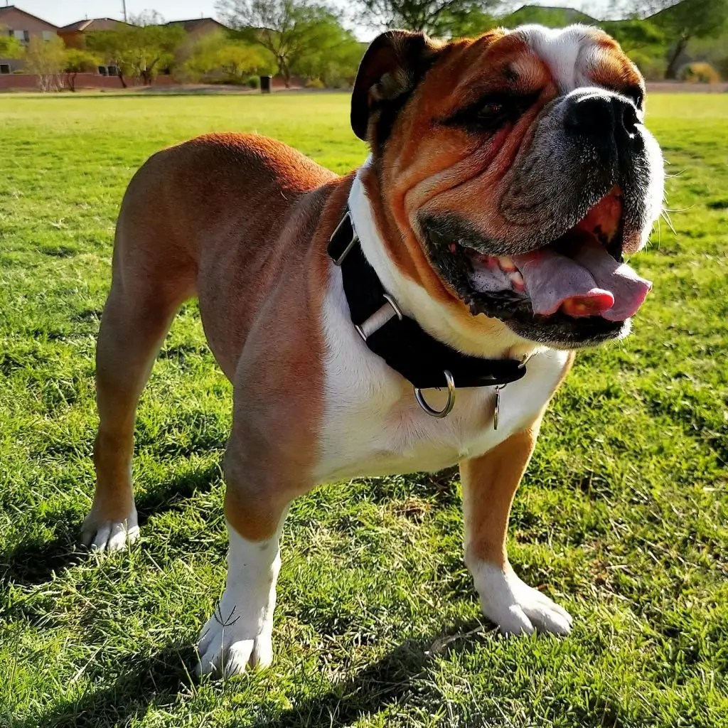 Victorian Bulldog Breed Facts, Guide & Puppy Price Puplore