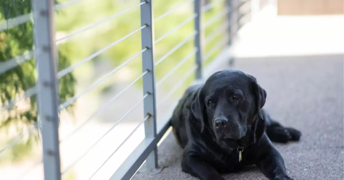 When Do Lab Puppies Calm Down? Tips and Tricks Puplore