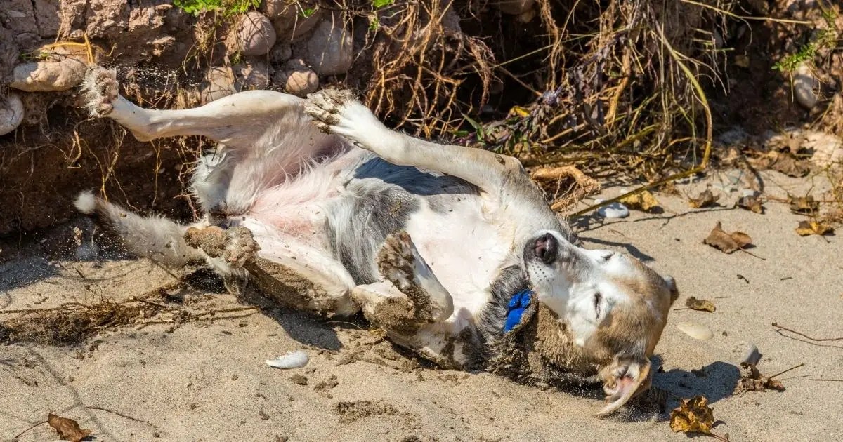 Why Do Dogs Roll In Dead Animals? Science Explains Puplore