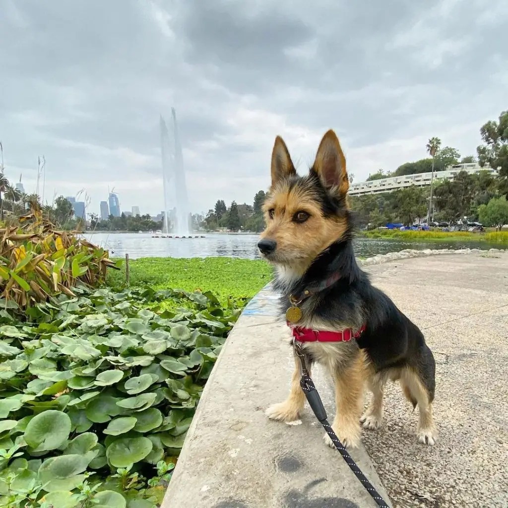 Yorkie Husky Mix Yorksky Facts, Puppy Price & Guide Puplore