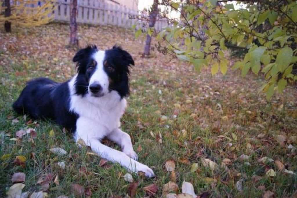 Can a Border Collie Live Outside? (Solved!) Puplore