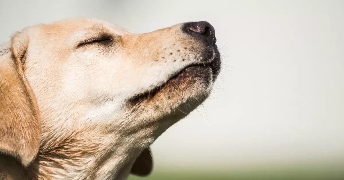 Do Labradors Smell? 7 Things You Can Do About Lab Odor