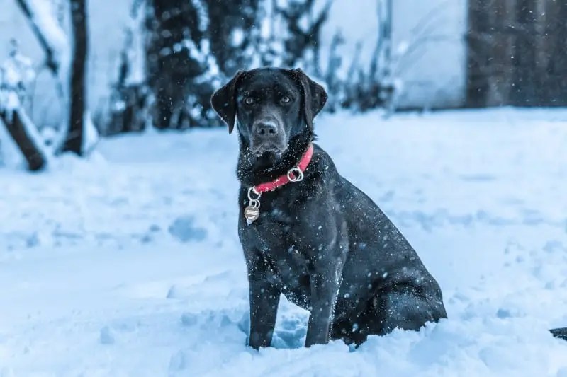 How Cold Can Labradors Handle