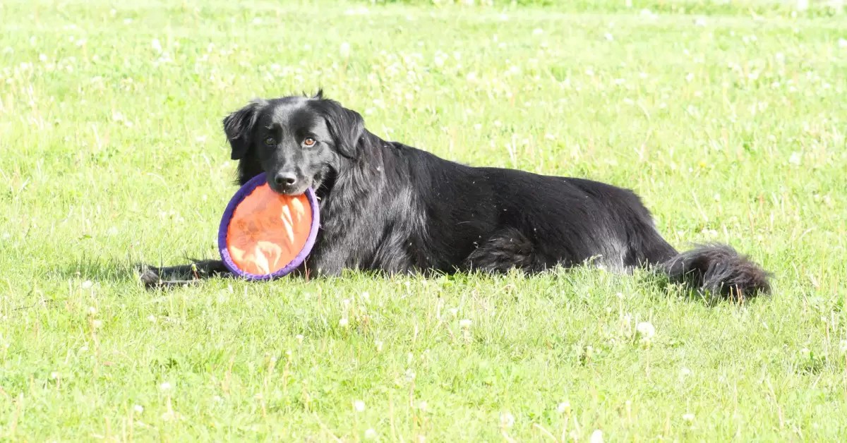 How Long Do Labrador Retrievers Live on Average? Lab Lifespan