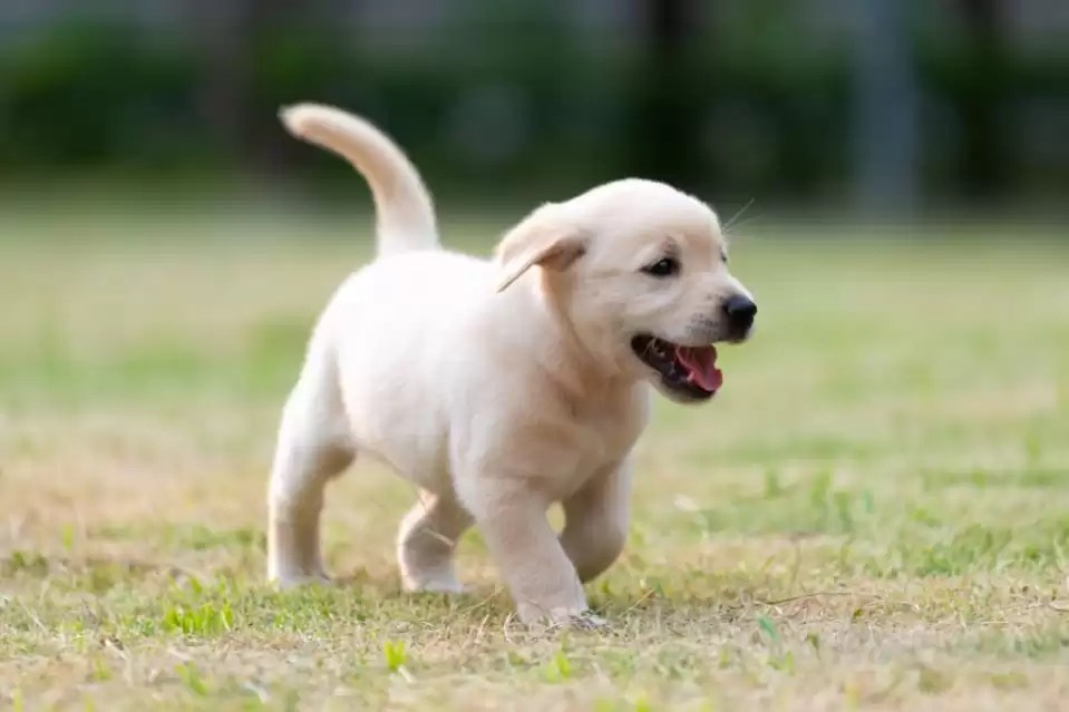 How Much Exercise Does a Labrador Puppy Need Daily? Puplore