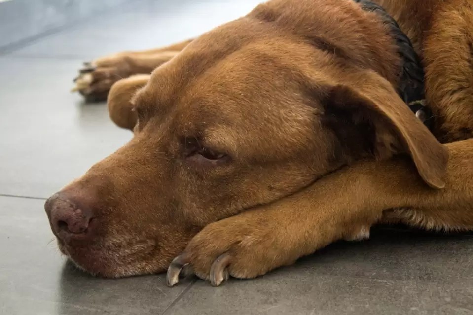 Labrador Back Leg Problems and Possible Treatment Options