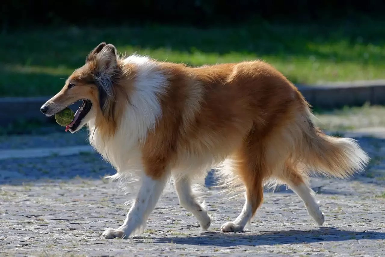 Rough Collie vs Golden Retriever Which One Is Better? Puplore