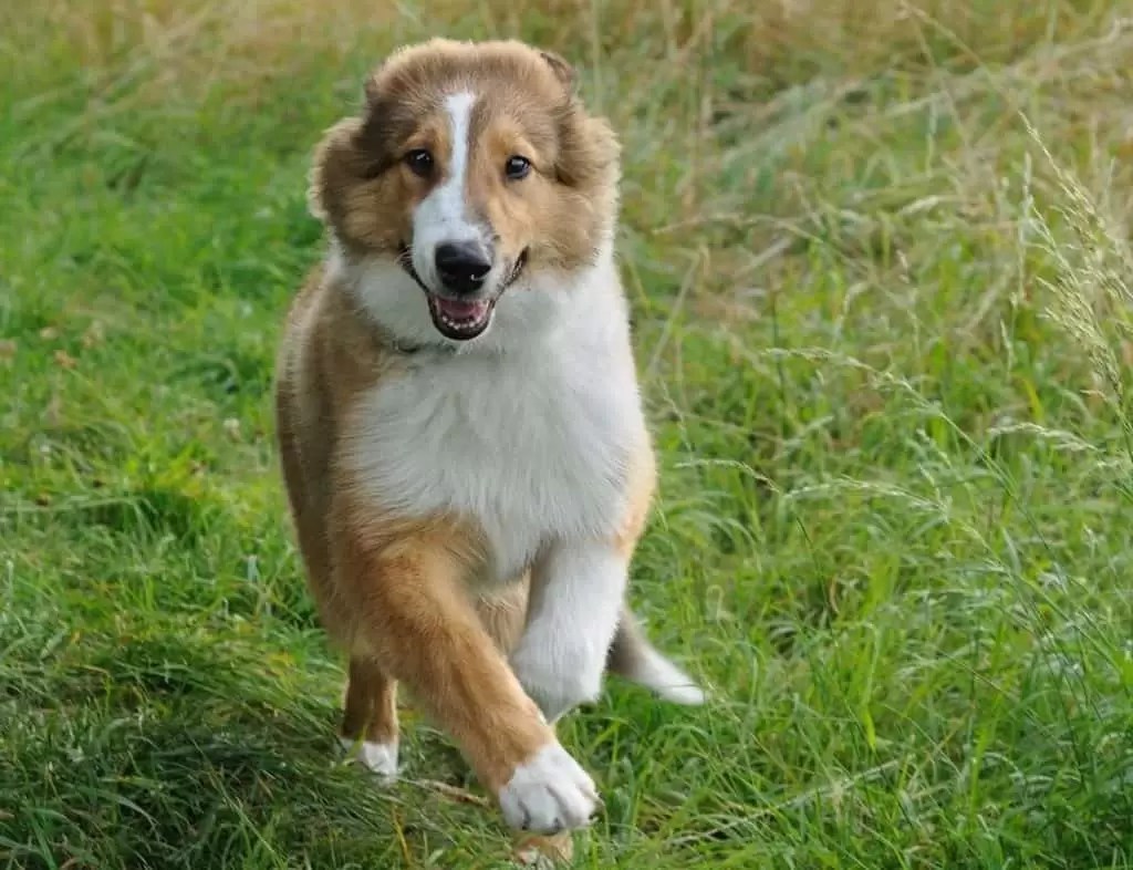 How Fast Can A Sheltie Run? (Solved) Puplore