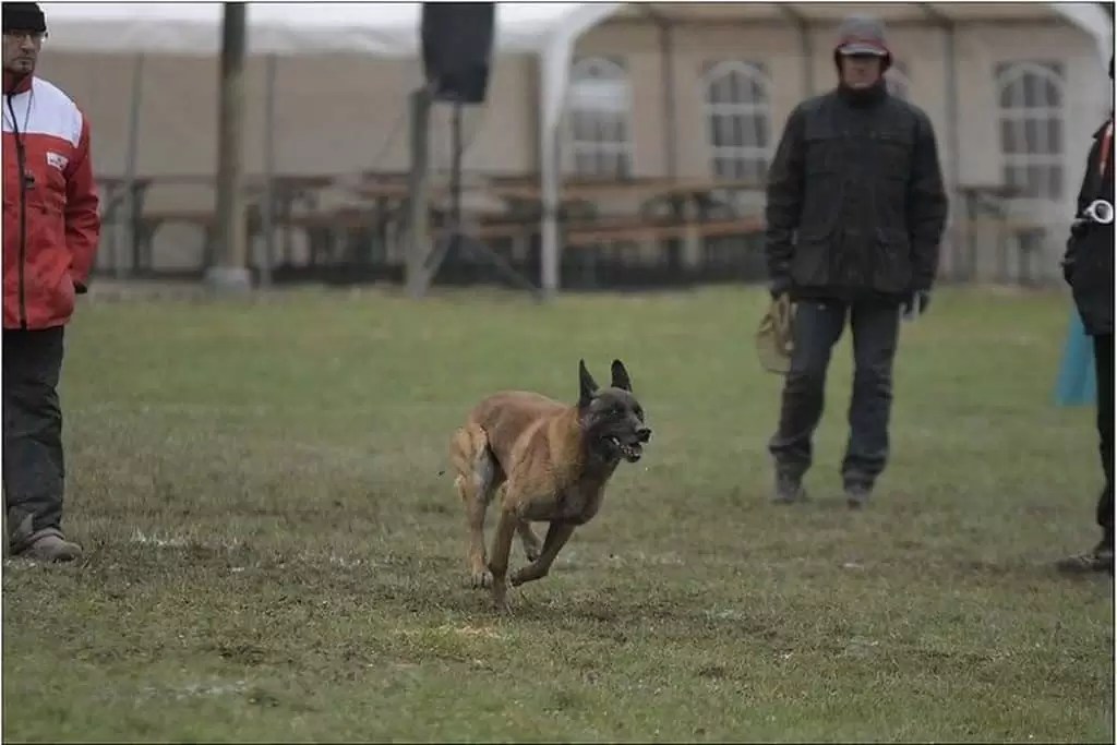 When Do Belgian Malinois Calm Down? (Solved!) Puplore