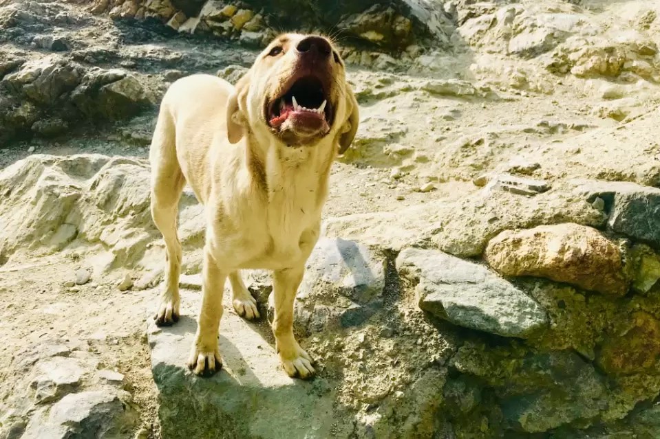 At What Age Do Labradors Start Barking? Puplore