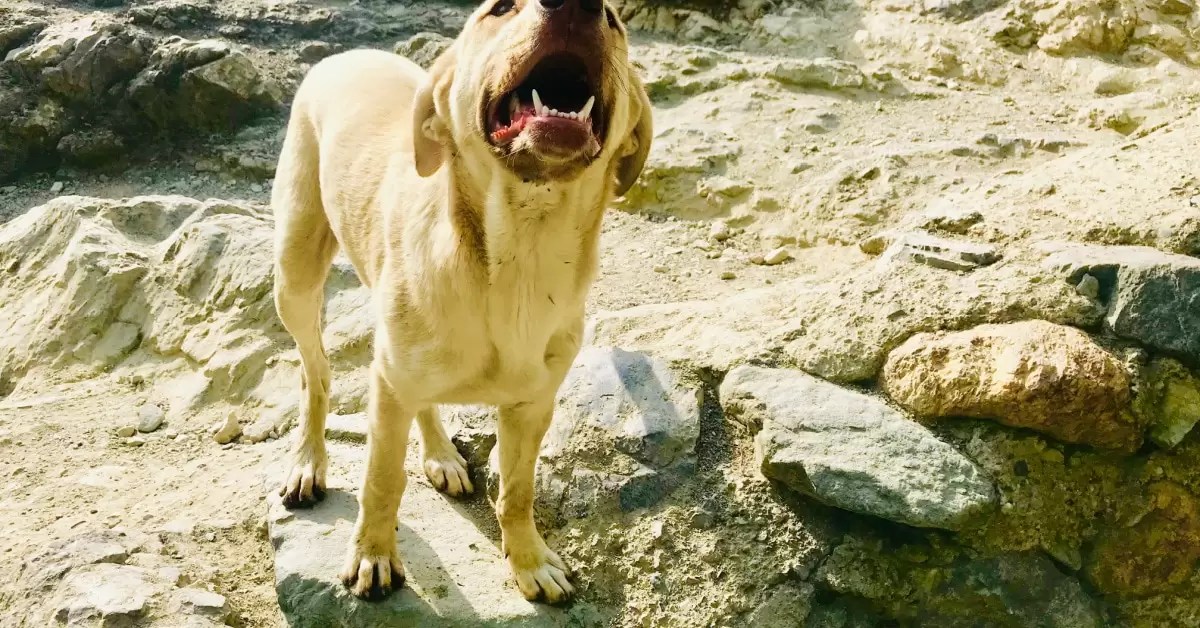At What Age Do Labradors Start Barking? Puplore