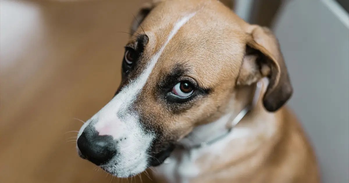 Dog Side Eye Why Your Pup Is Giving You That Look and What Does It