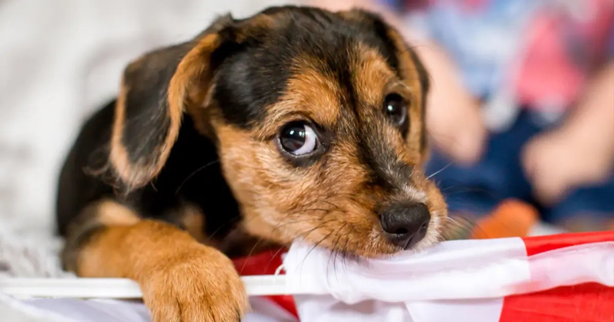 Dog Side Eye Why Your Pup Is Giving You That Look and What Does It