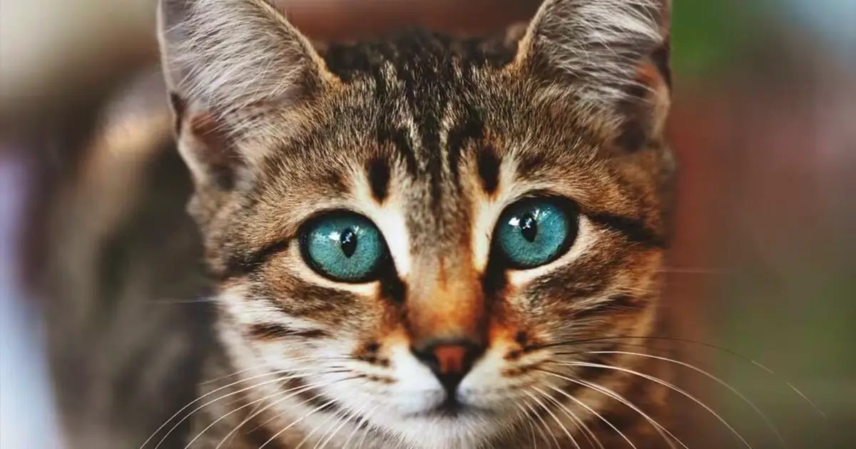 How Do Cats See Humans What Do Cats See When They Look At Me