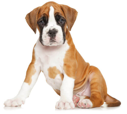 Boxer Puppies For Sale - Buy Your Boxer Puppy Online