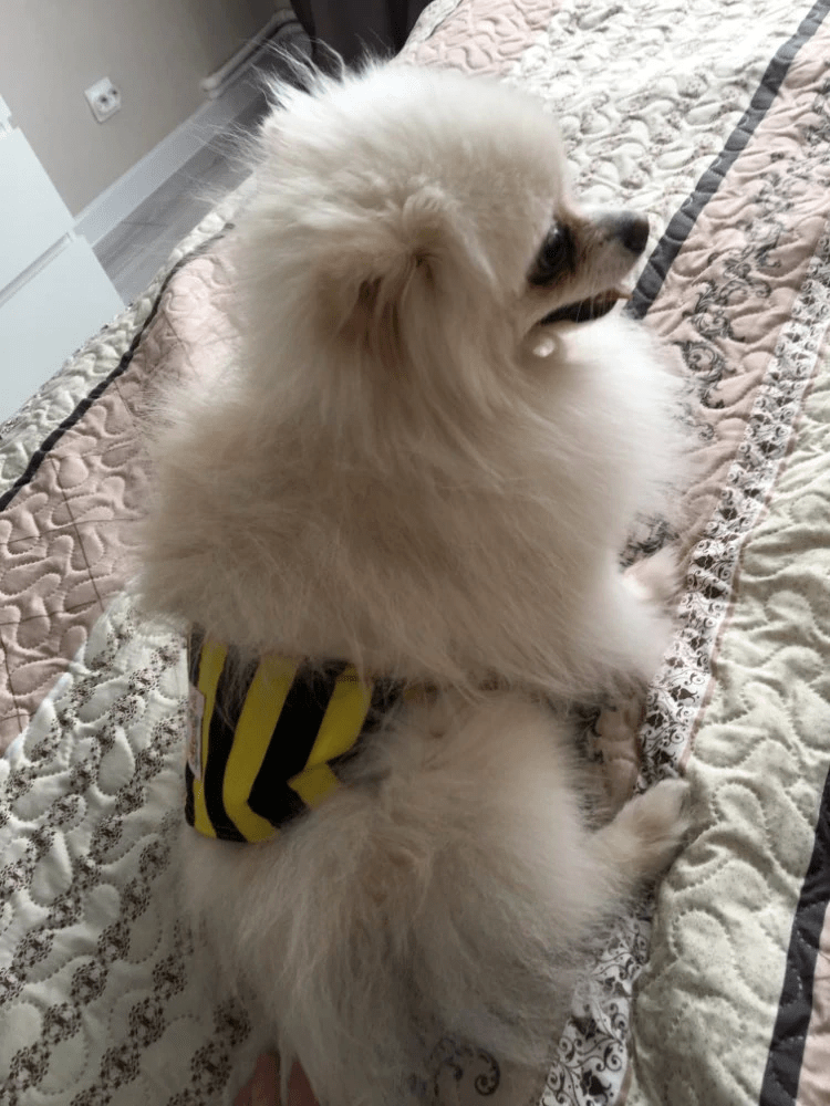 The Best Dog Diapers For Dogs Types of Dog Diaper for Dog All Breeds