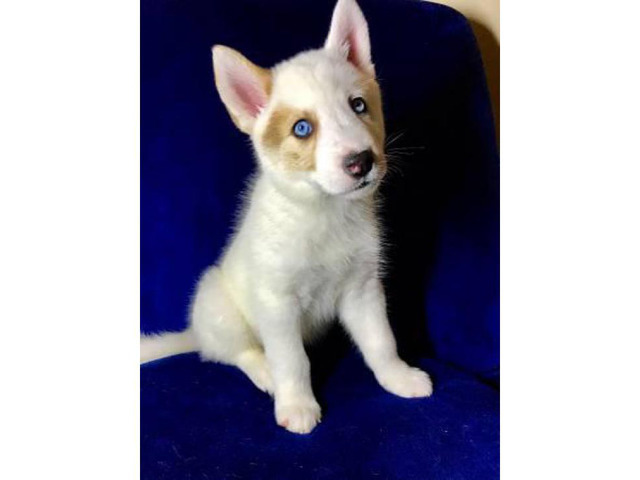 2 male left Siberian Husky Pups Atlanta Puppies for Sale Near Me