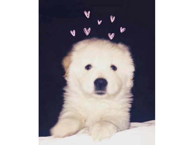 Chow Chow puppy For Sale 700 in Kentwood, Michigan