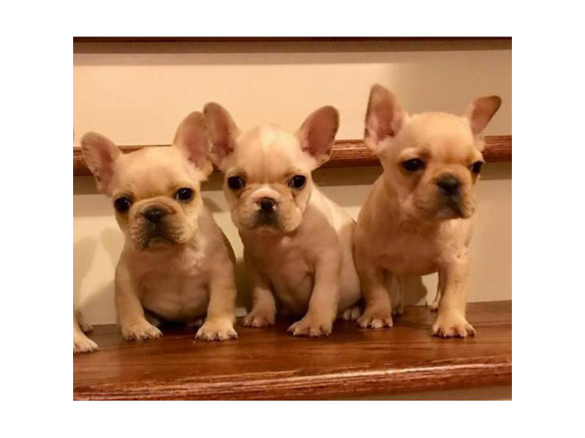 AKC Cream French Bulldog Puppies Available 2600 Atlanta Puppies for