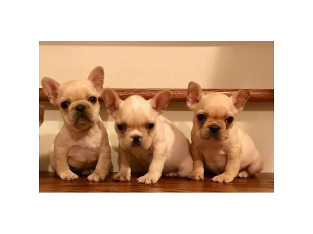 AKC Cream French Bulldog Puppies Available 2600 Atlanta Puppies for