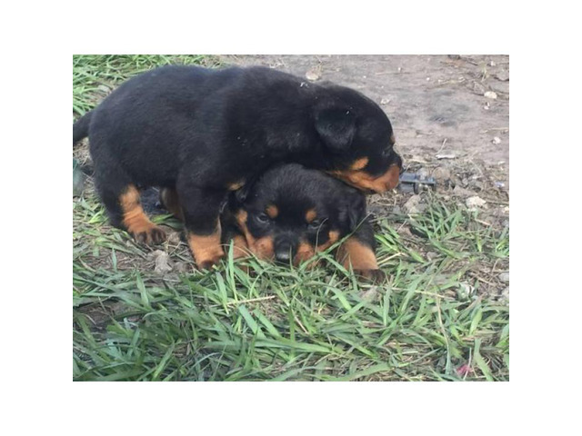 Akc German Rottweiler puppies 2 Males 1 female Plantation