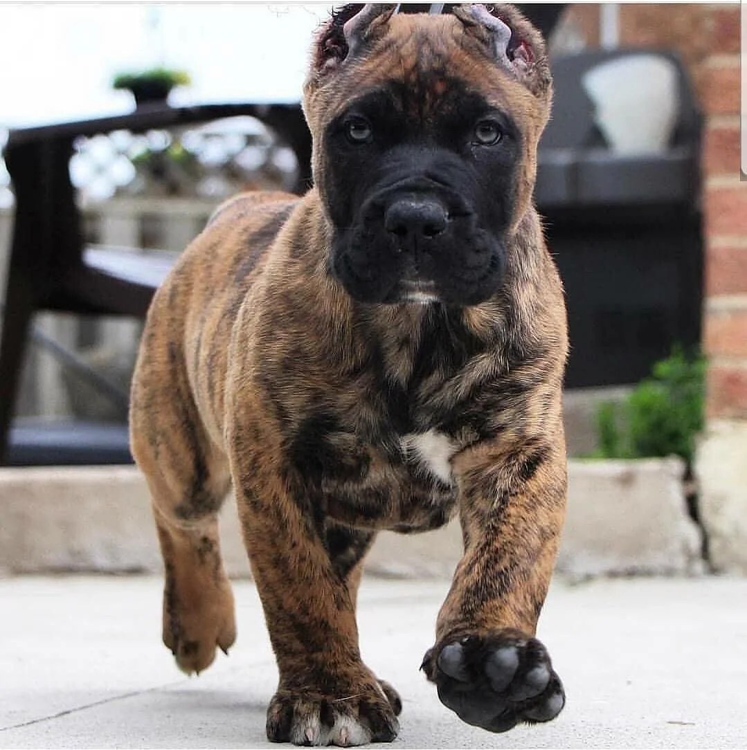 Buy Cane Corso Brindle Puppies for Sale in Delhi NCR, India