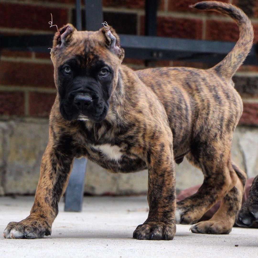 Buy Cane Corso Brindle Puppies for Sale in Delhi NCR, India
