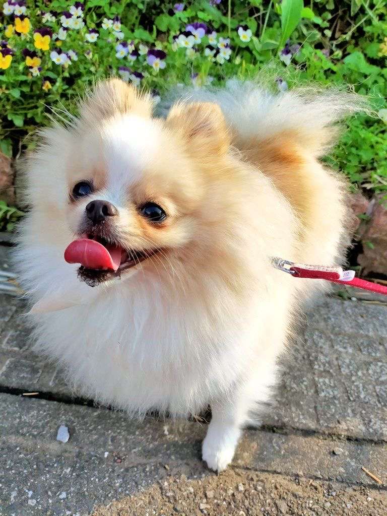 Buy Culture Pomeranian Puppies for Sale in India At Best Prices