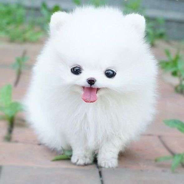 Buy Teacup Pomeranian Puppies/Dogs for Sale in Delhi, NCR India