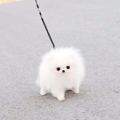 Buy Teacup Pomeranian Puppies/Dogs for Sale in Delhi, NCR India